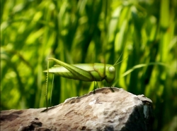 خیلی خیلی کوچک (1) (سکسکه)